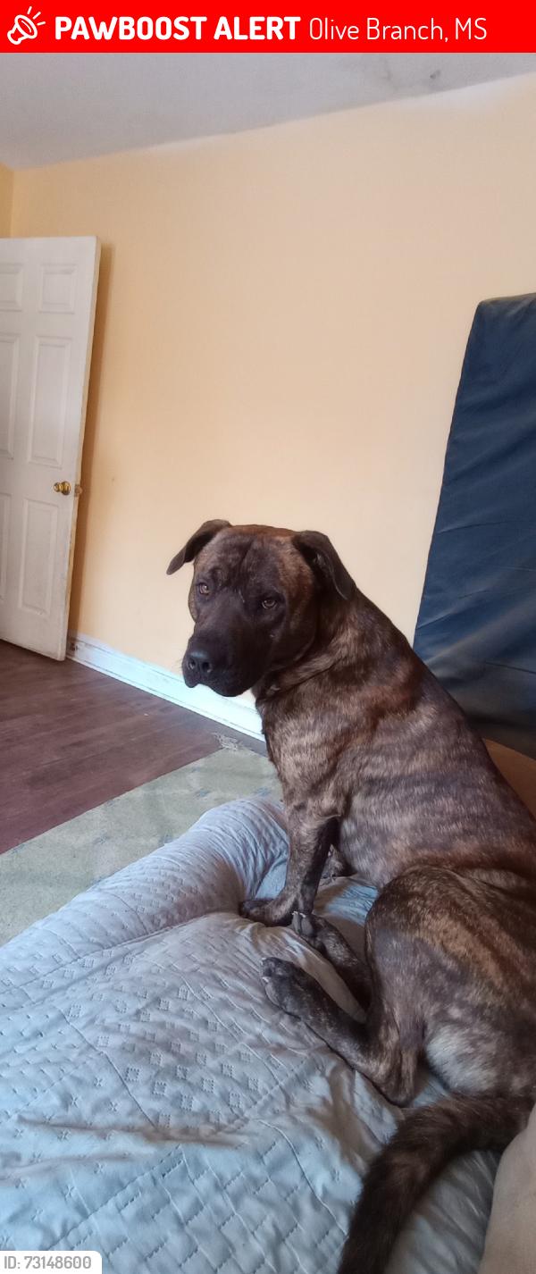 Lost Male Dog last seen Pleasant hill and Colman, Olive Branch, MS 38654