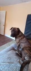 Lost Male Dog last seen Pleasant hill and Colman, Olive Branch, MS 38654