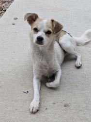 Found/Stray Female Dog last seen Nolan St & Olive St intersection by Dignowity Park, San Antonio, TX 78202