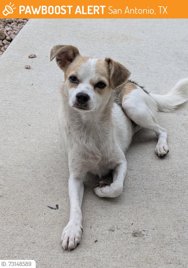 Found/Stray Female Dog last seen Nolan St & Olive St intersection by Dignowity Park, San Antonio, TX 78202