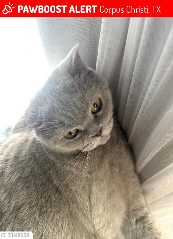 Lost Male Cat last seen Near Robinhood dr, Corpus Christi, TX 78411