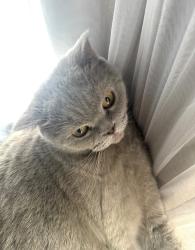 Lost Male Cat last seen Near Robinhood dr, Corpus Christi, TX 78411