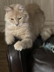Reunited Female Cat last seen Near Duval Station Road, Jacksonville, FL 32218
