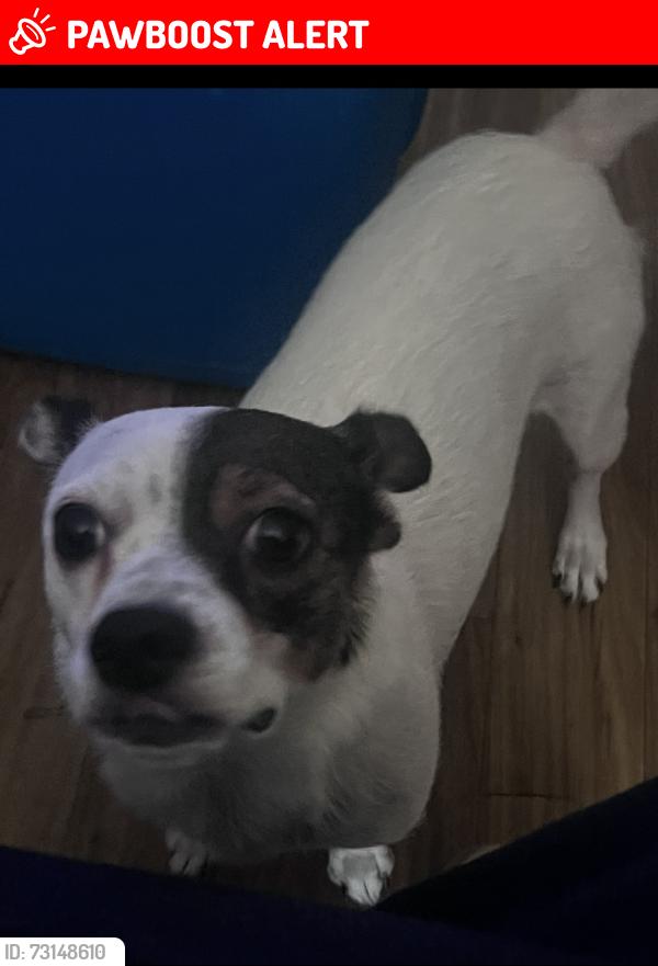 Lost Female Dog last seen She was last seen in Peachtree corner Circle in someone’s backyard, Peachtree Corners, GA 30092