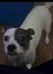 Lost Female Dog last seen She was last seen in Peachtree corner Circle in someone’s backyard, Peachtree Corners, GA 30092