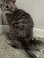 Lost Male Cat last seen 2221broadway Rockford IL, Rockford, IL 61104