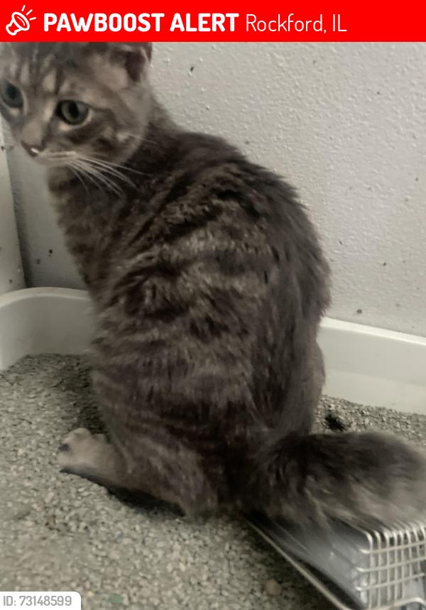 Lost Male Cat last seen 2221broadway Rockford IL, Rockford, IL 61104