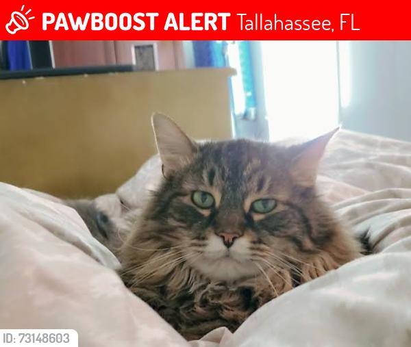 Lost Male Cat last seen Old Bainbridge and Perkins Rd, Tallahassee, FL 32303