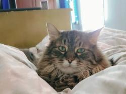 Lost Male Cat last seen Old Bainbridge and Perkins Rd, Tallahassee, FL 32303