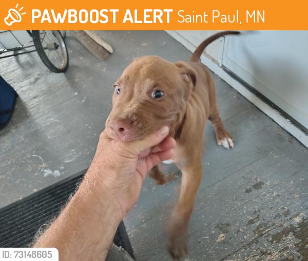 Found/Stray Male Dog last seen duluth and magnolia ave, Saint Paul, MN 55106