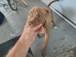 Found/Stray Male Dog last seen duluth and magnolia ave, Saint Paul, MN 55106