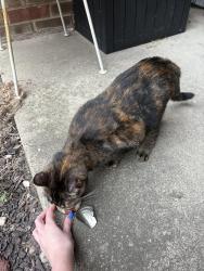 Found/Stray Female Cat last seen Regency park apmts, Grand Rapids, MI 49506