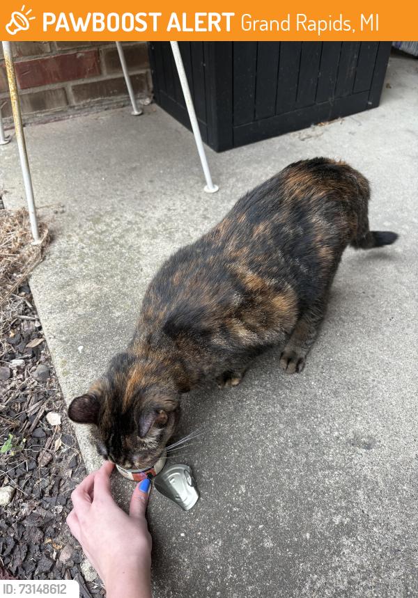 Found/Stray Female Cat last seen Regency park apmts, Grand Rapids, MI 49506