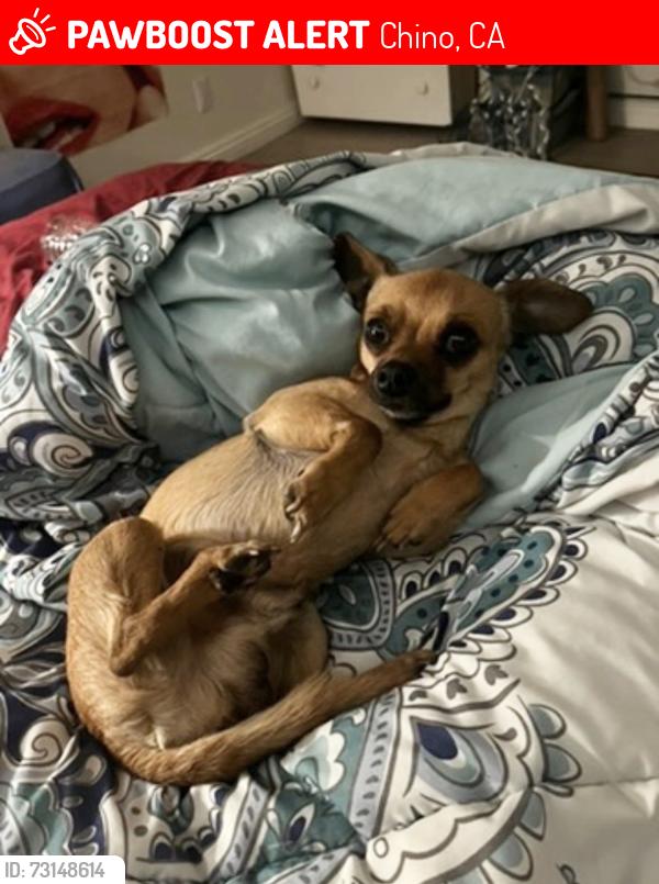 Lost Male Dog last seen Francis, Chino, CA 91710