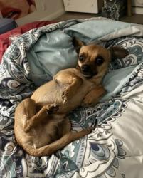Lost Male Dog last seen Francis, Chino, CA 91710