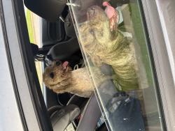 Found/Stray Unknown Dog last seen Near Margaret dr Virginia Beach va 23456, Virginia Beach, VA 23456