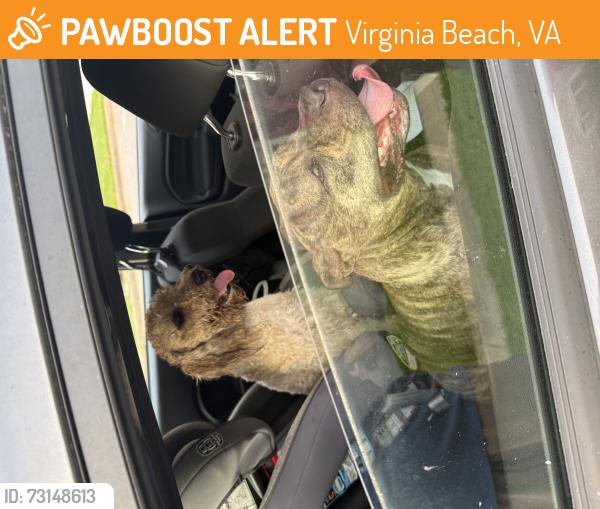 Found/Stray Unknown Dog last seen Near Margaret dr Virginia Beach va 23456, Virginia Beach, VA 23456