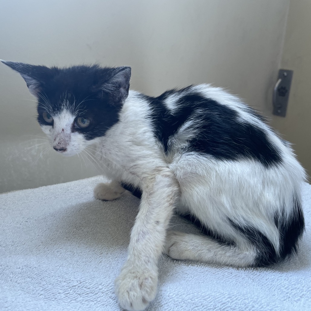 Shelter Stray Male Cat last seen , 361 S Raymond Ave, Pasadena, CA 91105, USA
