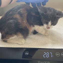 Shelter Stray Female Cat last seen , 361 S Raymond Ave, Pasadena, CA 91105, USA