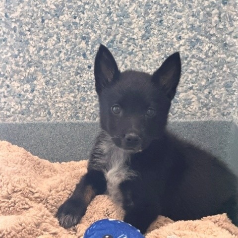 Shelter Stray Female Dog last seen , 12910 Yukon Ave, Hawthorne, CA 90250, USA