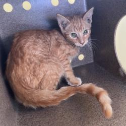 Shelter Stray Male Cat last seen , 361 S Raymond Ave, Pasadena, CA 91105, USA