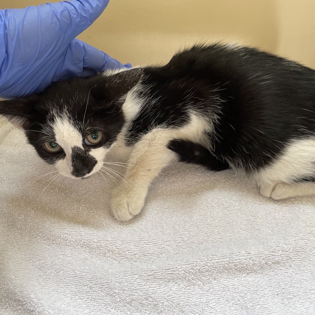 Shelter Stray Male Cat last seen , 361 S Raymond Ave, Pasadena, CA 91105, USA