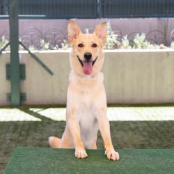Shelter Stray Male Dog last seen , 361 S Raymond Ave, Pasadena, CA 91105, USA