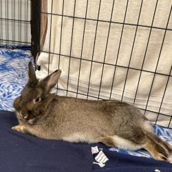 Shelter Stray Female Rabbit last seen , 361 S Raymond Ave, Pasadena, CA 91105, USA