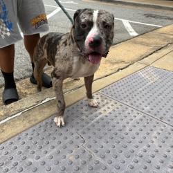 Shelter Stray Male Dog last seen , 4900 Milgen Rd, Columbus, GA 31907, USA