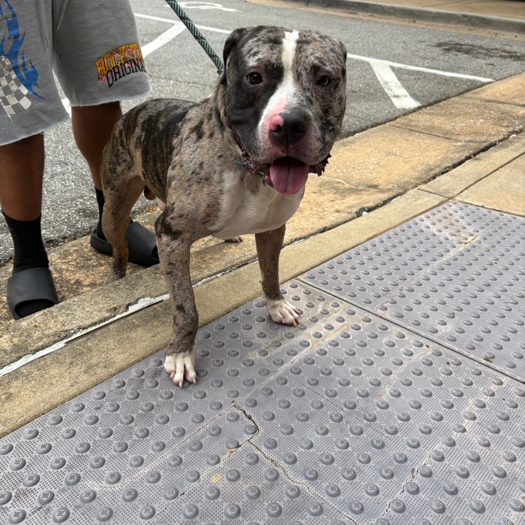 Shelter Stray Male Dog last seen , 4900 Milgen Rd, Columbus, GA 31907, USA