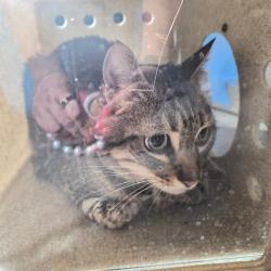 Shelter Stray Unknown Cat last seen , 361 S Raymond Ave, Pasadena, CA 91105, USA