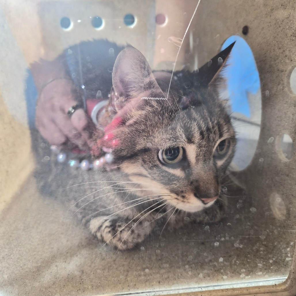 Shelter Stray Unknown Cat last seen , 361 S Raymond Ave, Pasadena, CA 91105, USA