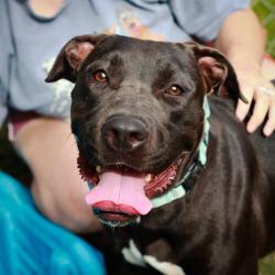 Shelter Stray Female Dog last seen , 1901 N 31st Ave, Hattiesburg, MS 39401, USA