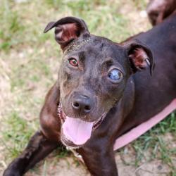 Shelter Stray Female Dog last seen , 1901 N 31st Ave, Hattiesburg, MS 39401, USA
