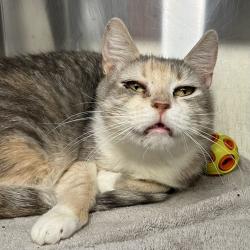 Shelter Stray Female Cat last seen , 4575 E Mesquite Ave, Palm Springs, CA 92264, USA