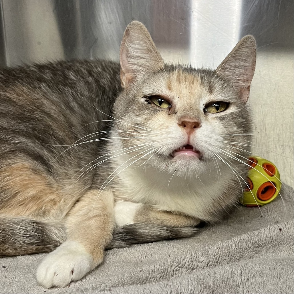 Shelter Stray Female Cat last seen , 4575 E Mesquite Ave, Palm Springs, CA 92264, USA