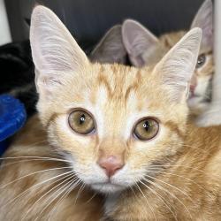 Shelter Stray Unknown Cat last seen , 4575 E Mesquite Ave, Palm Springs, CA 92264, USA