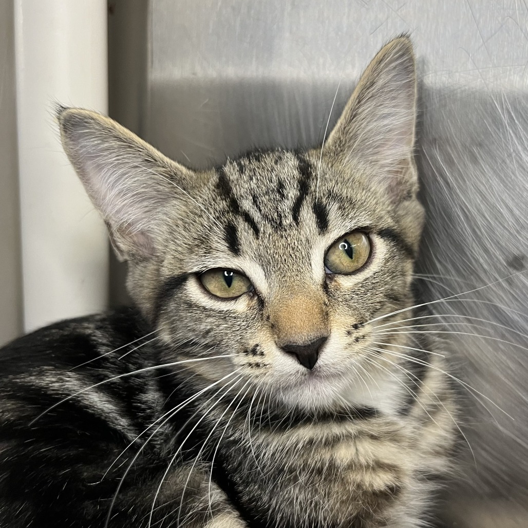 Shelter Stray Unknown Cat last seen , 4575 E Mesquite Ave, Palm Springs, CA 92264, USA