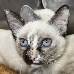 Shelter Stray Unknown Cat last seen , 4575 E Mesquite Ave, Palm Springs, CA 92264, USA