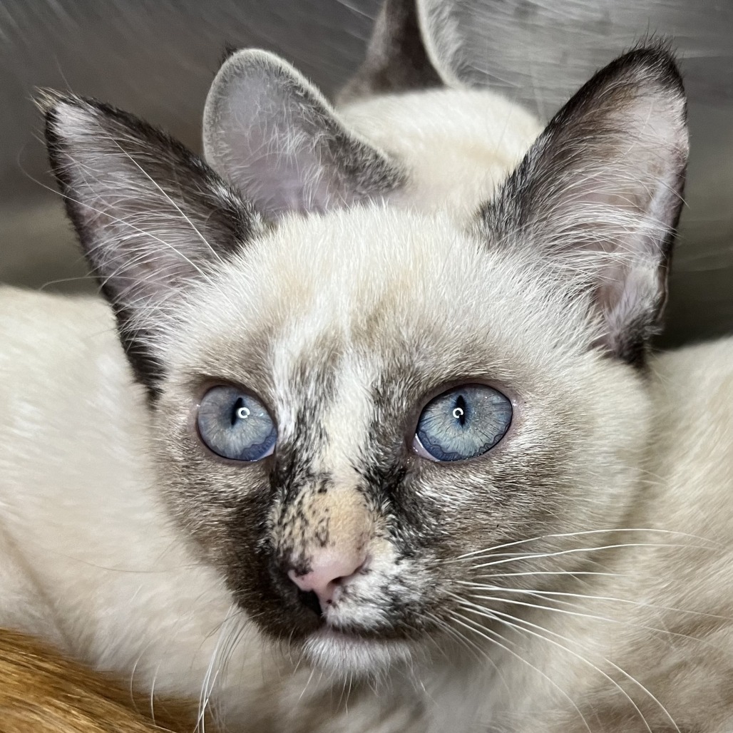 Shelter Stray Unknown Cat last seen , 4575 E Mesquite Ave, Palm Springs, CA 92264, USA