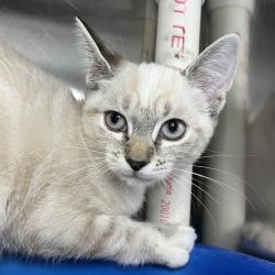 Shelter Stray Female Cat last seen , 4575 E Mesquite Ave, Palm Springs, CA 92264, USA
