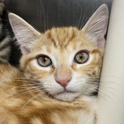 Shelter Stray Unknown Cat last seen , 4575 E Mesquite Ave, Palm Springs, CA 92264, USA
