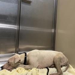 Shelter Stray Female Dog last seen , 4575 E Mesquite Ave, Palm Springs, CA 92264, USA