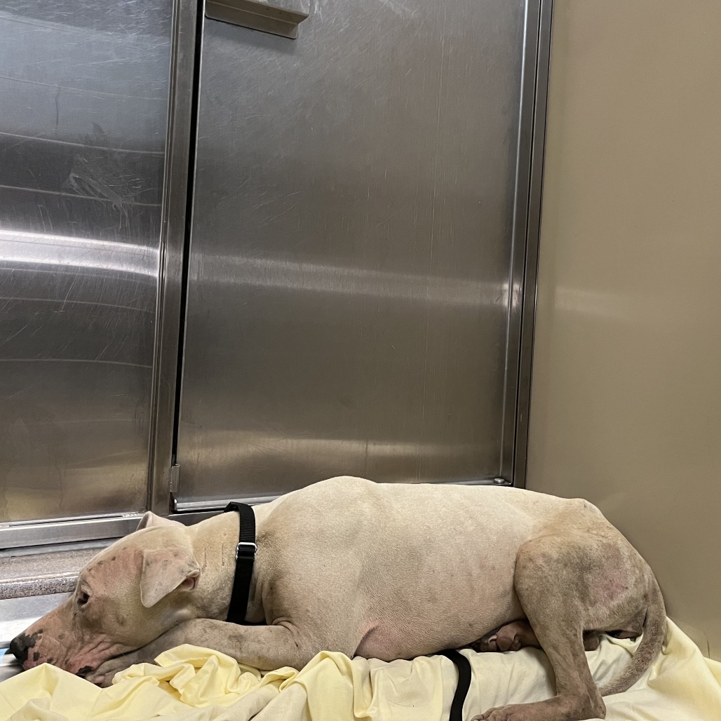 Shelter Stray Female Dog last seen , 4575 E Mesquite Ave, Palm Springs, CA 92264, USA