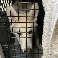 Shelter Stray Male Dog last seen , 4575 E Mesquite Ave, Palm Springs, CA 92264, USA