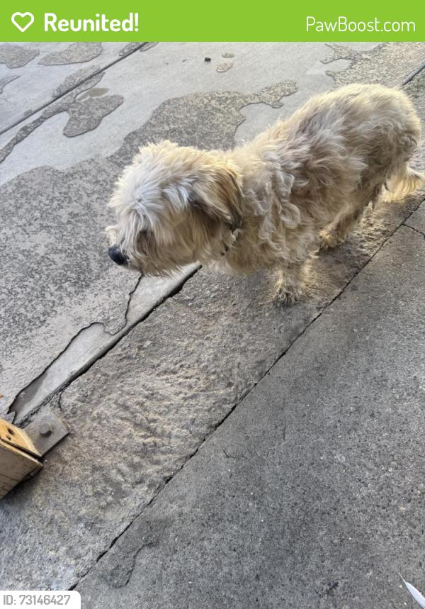 Reunited Male Dog last seen Near Arrow Hwy, Irwindale, CA 91706, USA, Irwindale, CA 91706