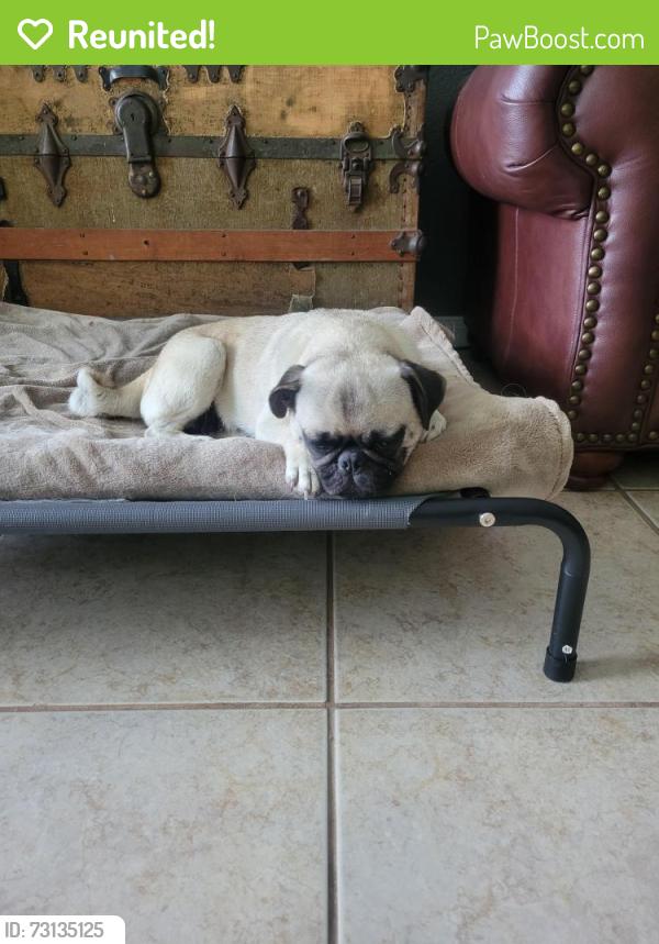Reunited Female Dog last seen mohawk lane and CR 192, Alvin, TX 77511