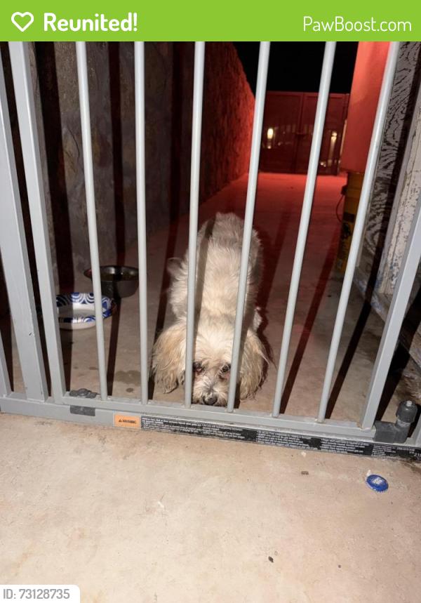 Reunited Female Dog last seen Arturo Vallejo and John Mcneely, El Paso, TX 79938