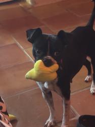 Lost Female Dog last seen Clinton & Maple, Fresno, CA 93703