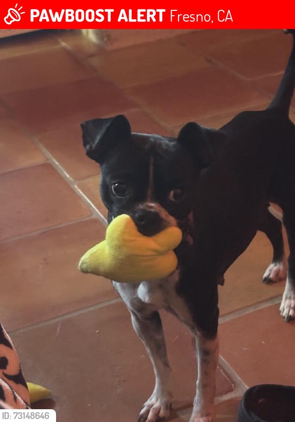 Lost Female Dog last seen Clinton & Maple, Fresno, CA 93703
